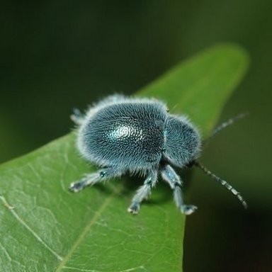 Loupita C